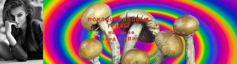 купить наркоту  omg маркетплейс  Галлюциногенные грибы Magic Shrooms  Карачев 